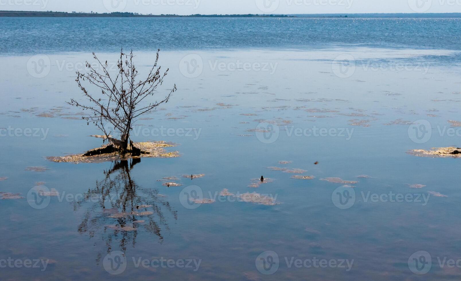 An island with a small tree on a flooded shore in the Tiligul estuary, Ukraine photo
