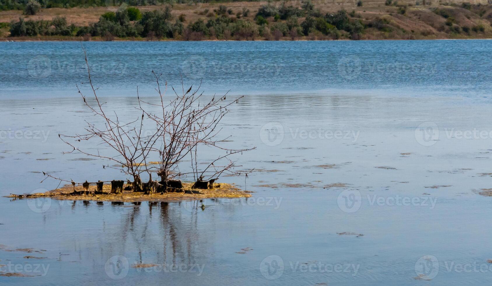 An island with a small tree on a flooded shore in the Tiligul estuary, Ukraine photo