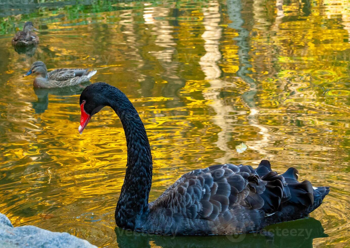A black swan swims in an artificial lake in Sophia Park, Uman, Ukraine photo