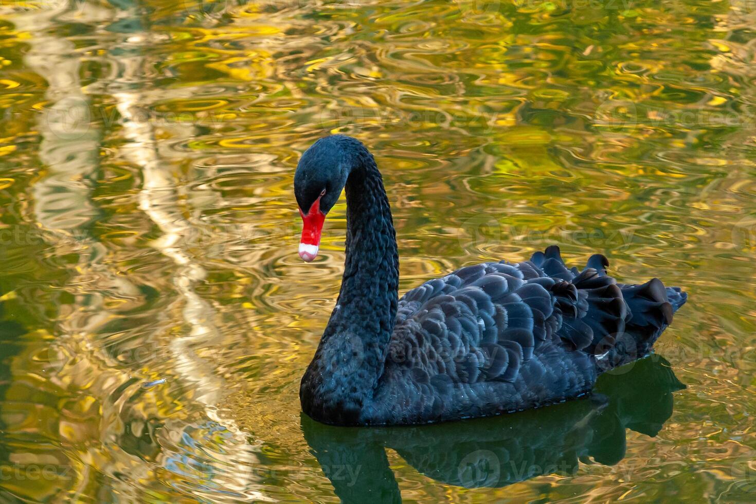 A black swan swims in an artificial lake in Sophia Park, Uman, Ukraine photo
