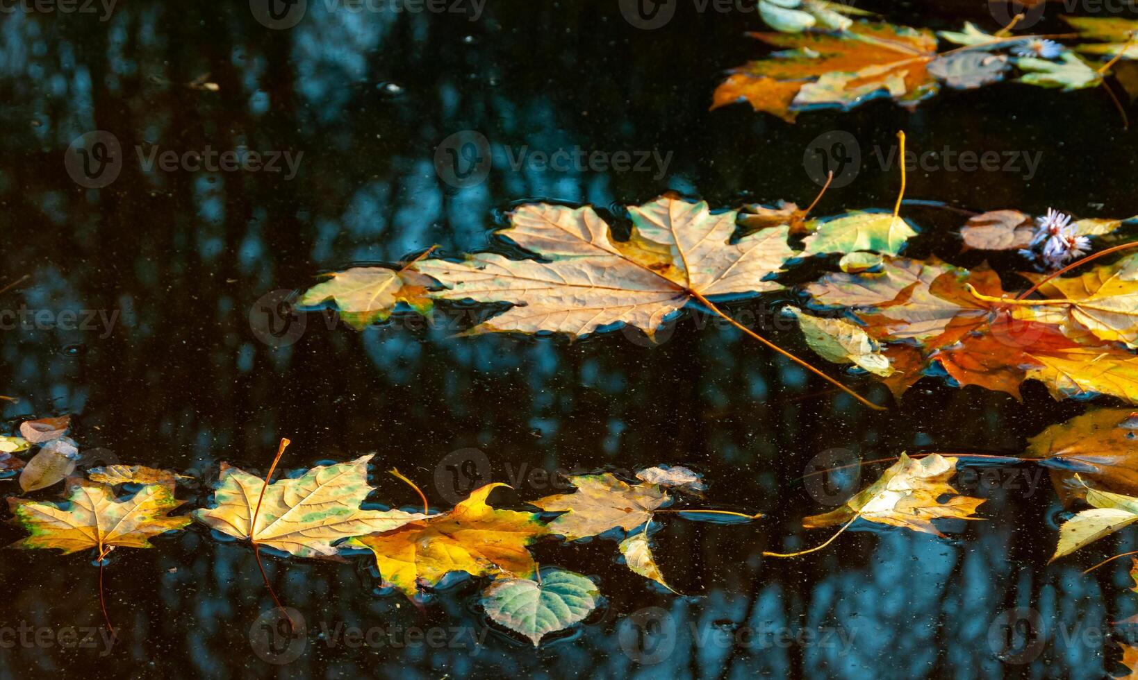 Autumn, yellow leaves sway on the water, reflections in the water. Sofievsky Park, Uman, Ukraine photo