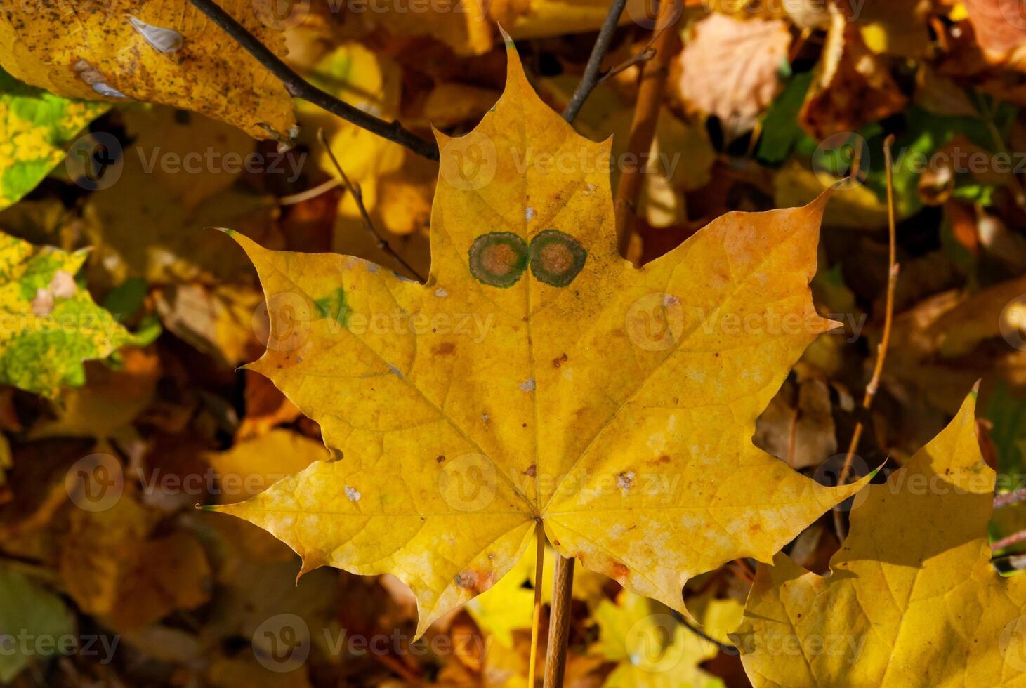 Yellow maple leaves with spots like eyes. Uman, Sofievsky park photo