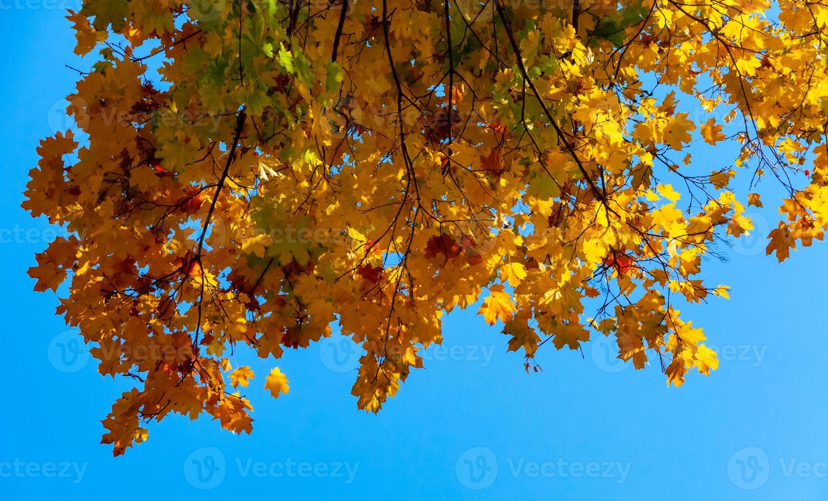 Autumn, yellow maple leaves on a tree, leaf fall in Sophia park, Uman, Ukraine photo