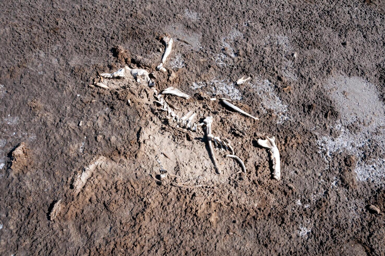 Skeleton of a dead and salted bird on a cracked dry muddy bottom of the Kuyalnik estuary, Ukraine photo