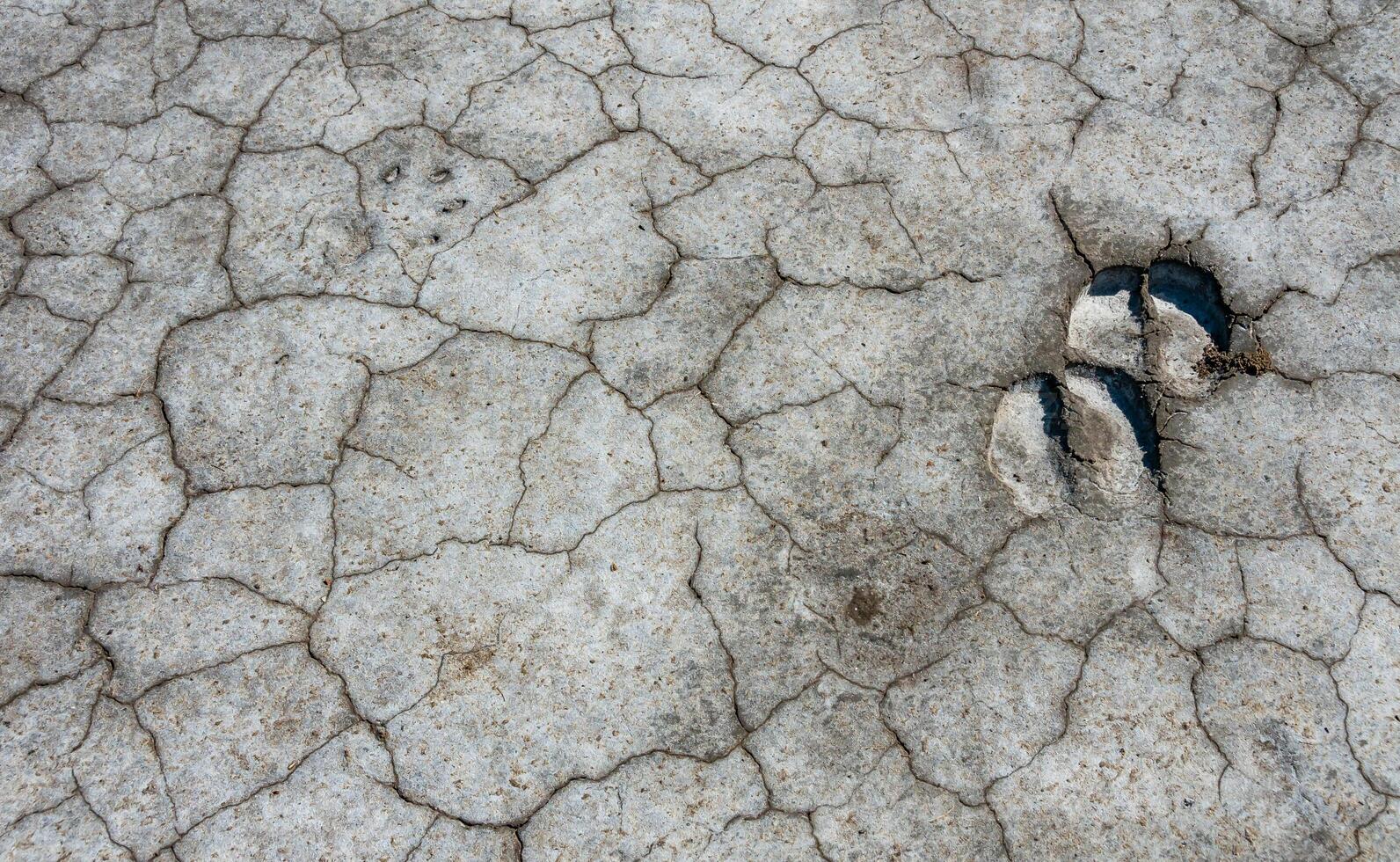 Traces of the hooves of a wild animal on the cracked dry muddy bottom of the Kuyalnik estuary photo