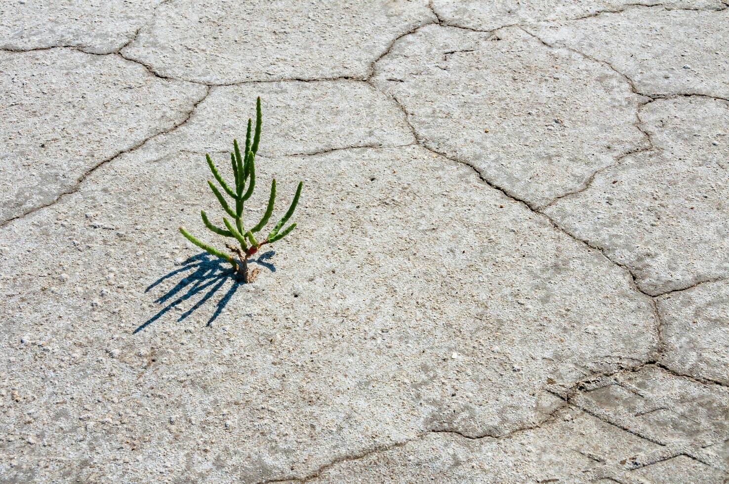 glasswort Salicornia europaea, Salt tolerant plants on cracked earth at the bottom of a dried salty estuary photo