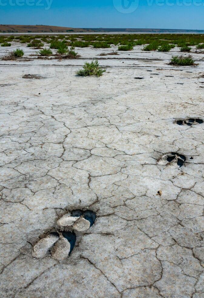 Traces of the hooves of a wild animal on the cracked dry muddy bottom of the Kuyalnik estuary photo