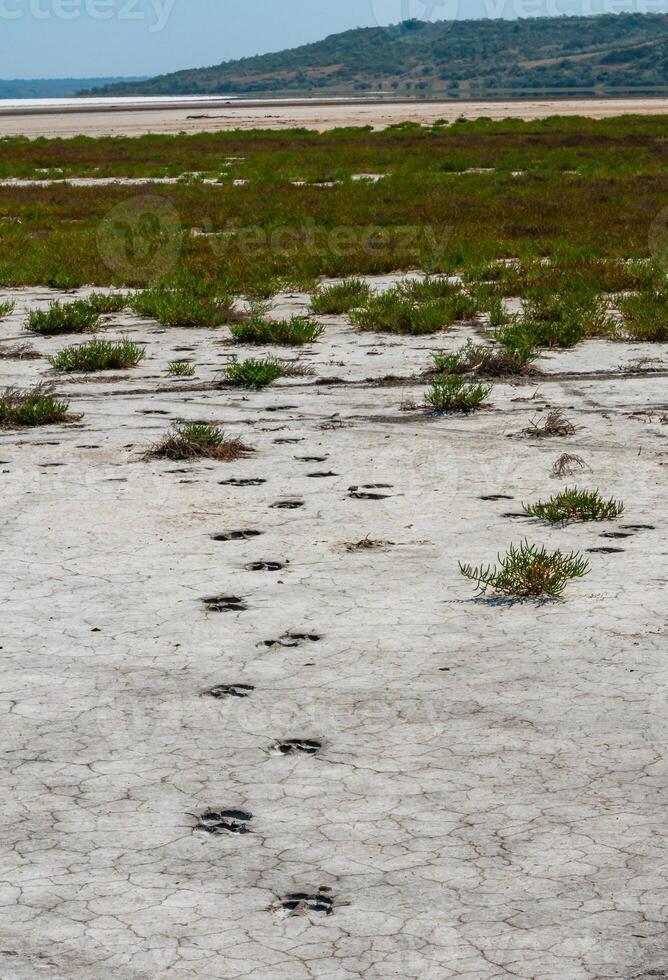 Traces of the hooves of a wild animal on the cracked dry muddy bottom of the Kuyalnik estuary photo
