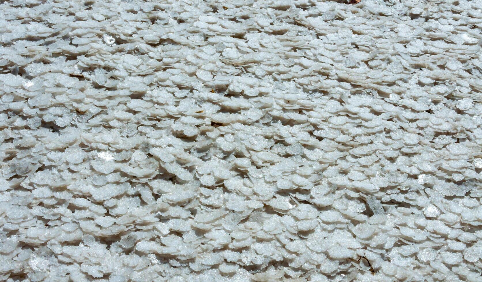Crystallized salt on a muddy bottom in the upper Kuyalnitsky estuary. Kuyalnik Estuary, Ukraine photo