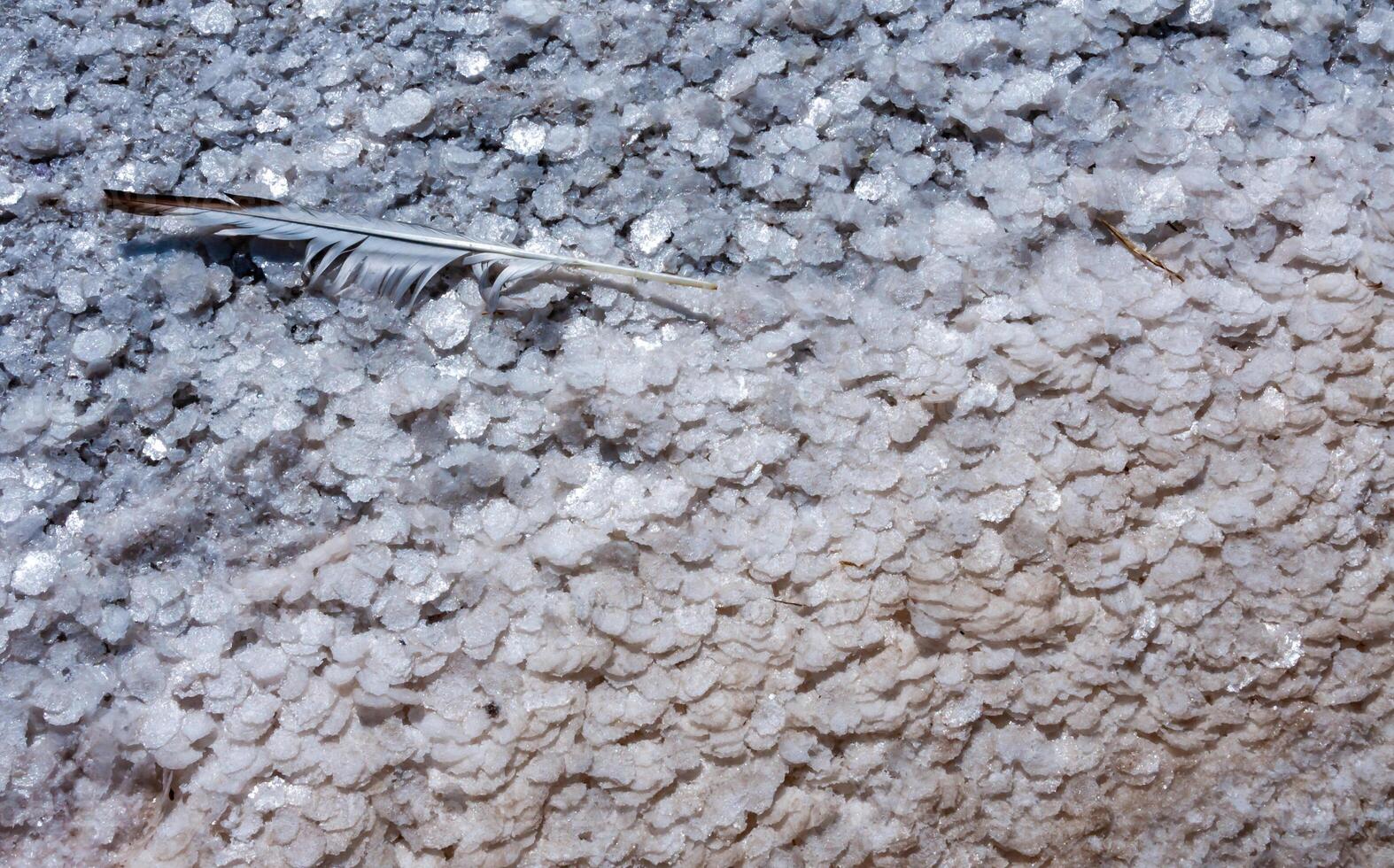 Crystallized salt on a muddy bottom in the upper Kuyalnitsky estuary. Kuyalnik Estuary, Ukraine photo