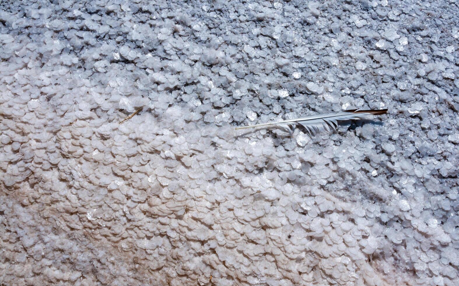 Crystallized salt on a muddy bottom in the upper Kuyalnitsky estuary. Kuyalnik Estuary, Ukraine photo