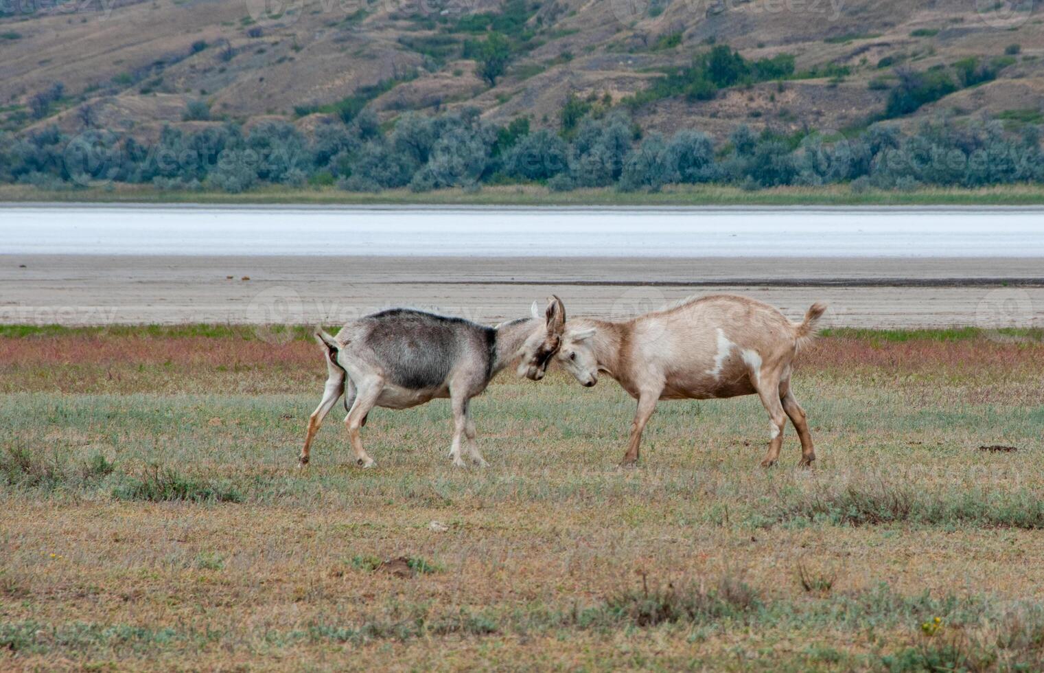 Two domestic goats sort things out, fight with horns in the Kuyalnik estuary valley, Ukraine photo