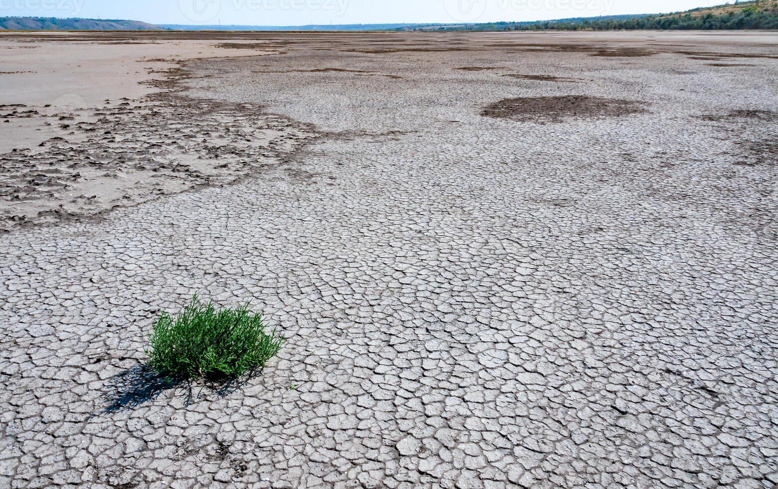 glasswort Salicornia europaea, Salt tolerant plants on cracked earth at the bottom of a dried salty estuary photo