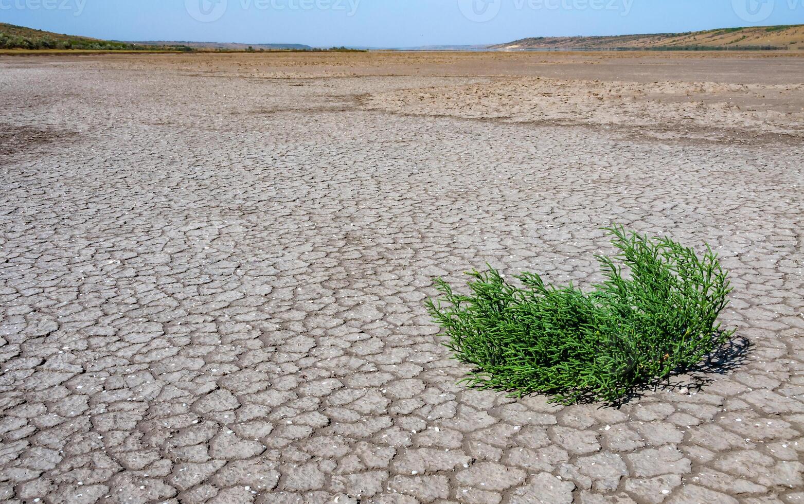 Glasswort Salicornia europaea, Salt tolerant plants on cracked earth at the bottom of a dried salty estuary photo