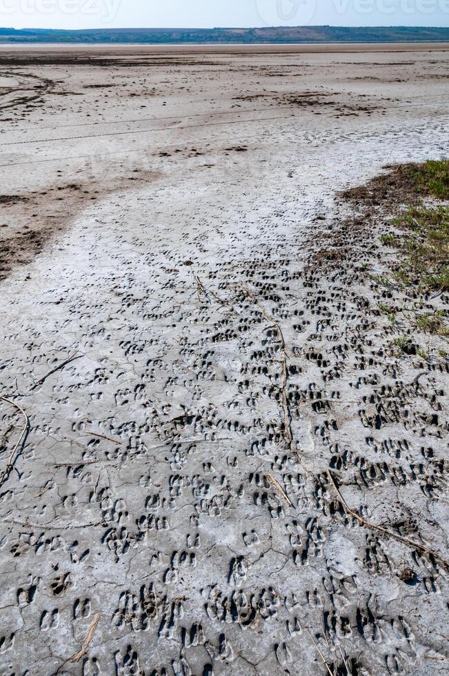 Dry cracked salty silt in the upper Kuyalnik estuary, Ukraine photo