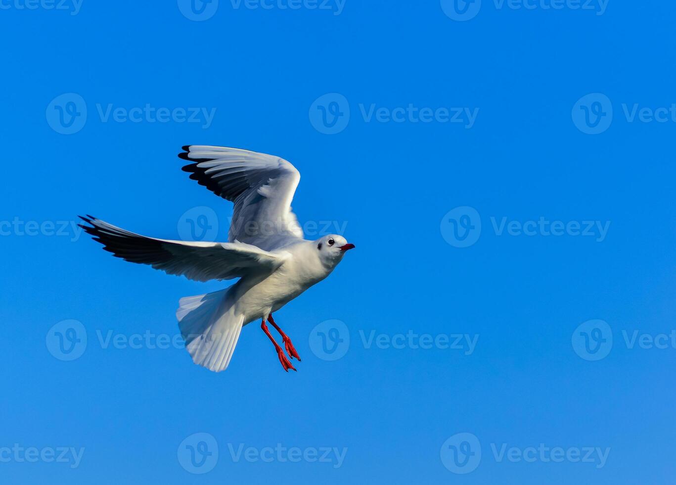 The black-headed gull Chroicocephalus ridibundus Larus ridibundus, seagull photo