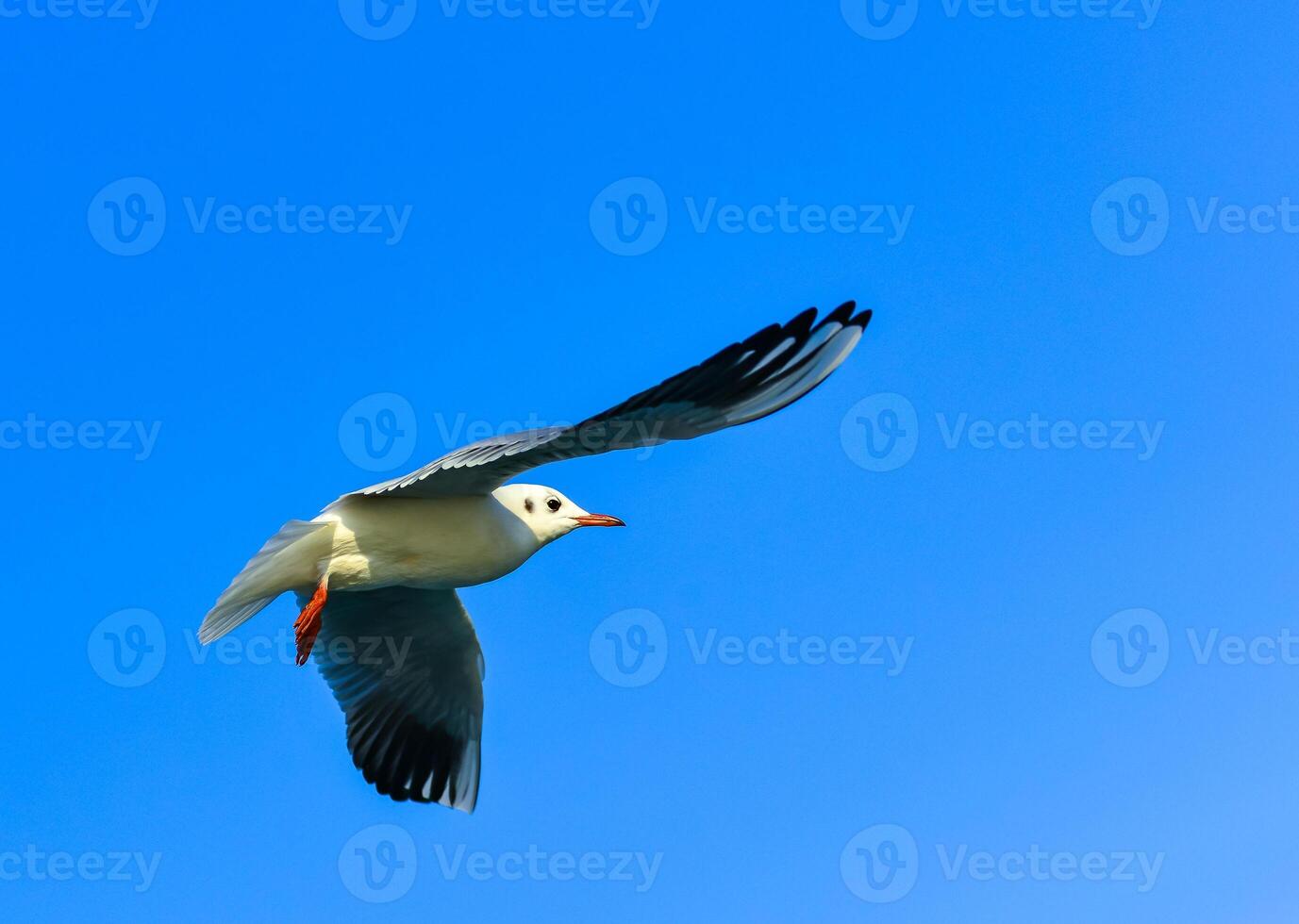The black-headed gull Chroicocephalus ridibundus Larus ridibundus, seagull photo