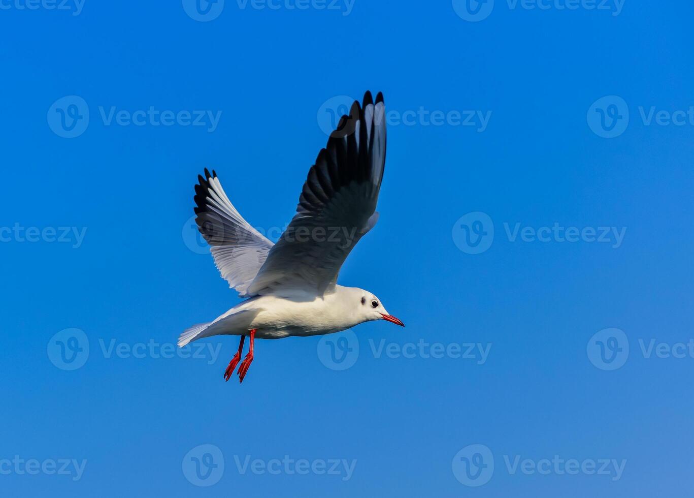 The black-headed gull Chroicocephalus ridibundus Larus ridibundus, seagull photo