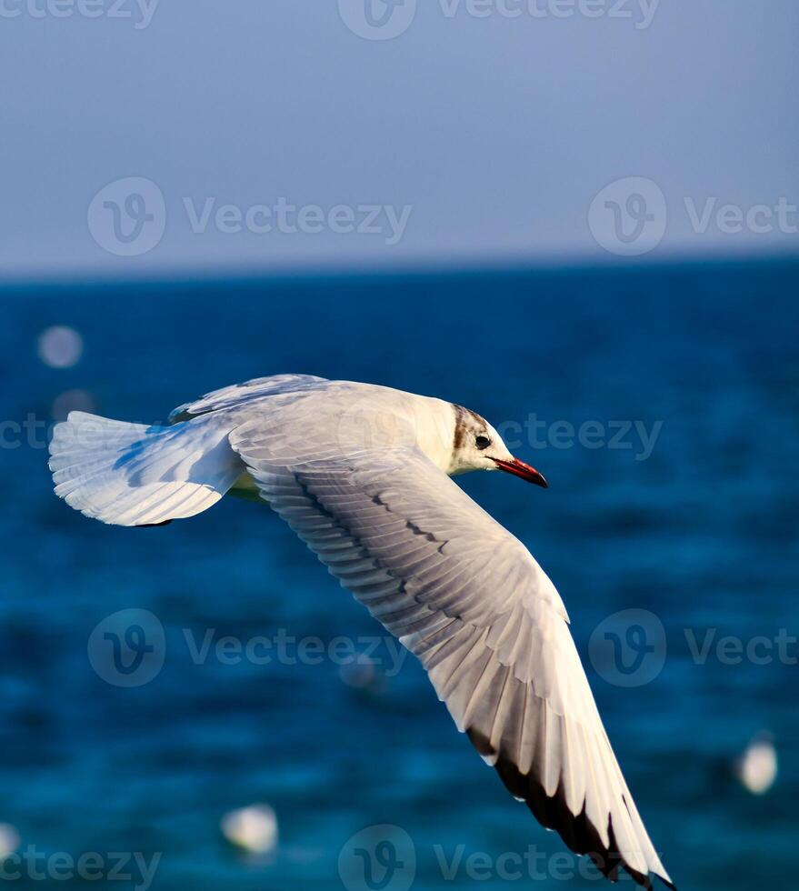The black-headed gull Chroicocephalus ridibundus Larus ridibundus, seagull photo