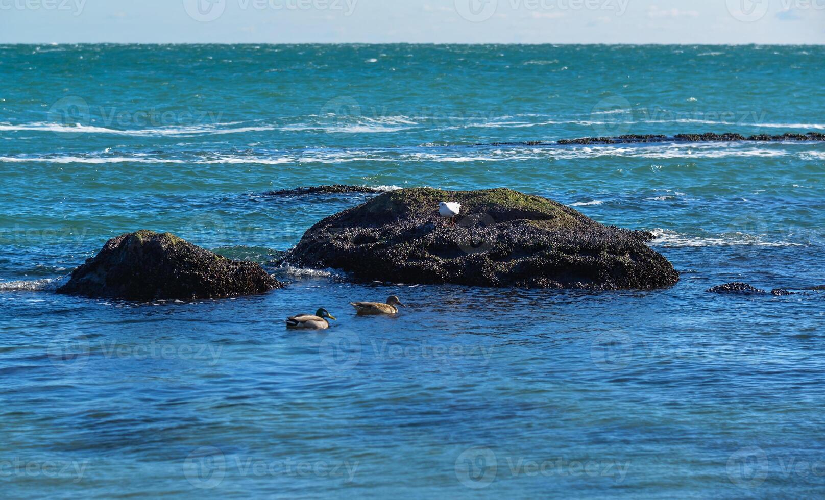 Two ducks swim in clear water near a stone near the shore photo