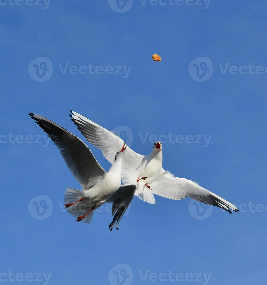The black-headed gull Chroicocephalus ridibundus Larus ridibundus. Bird in flight with its wings spread wide, Black Sea photo