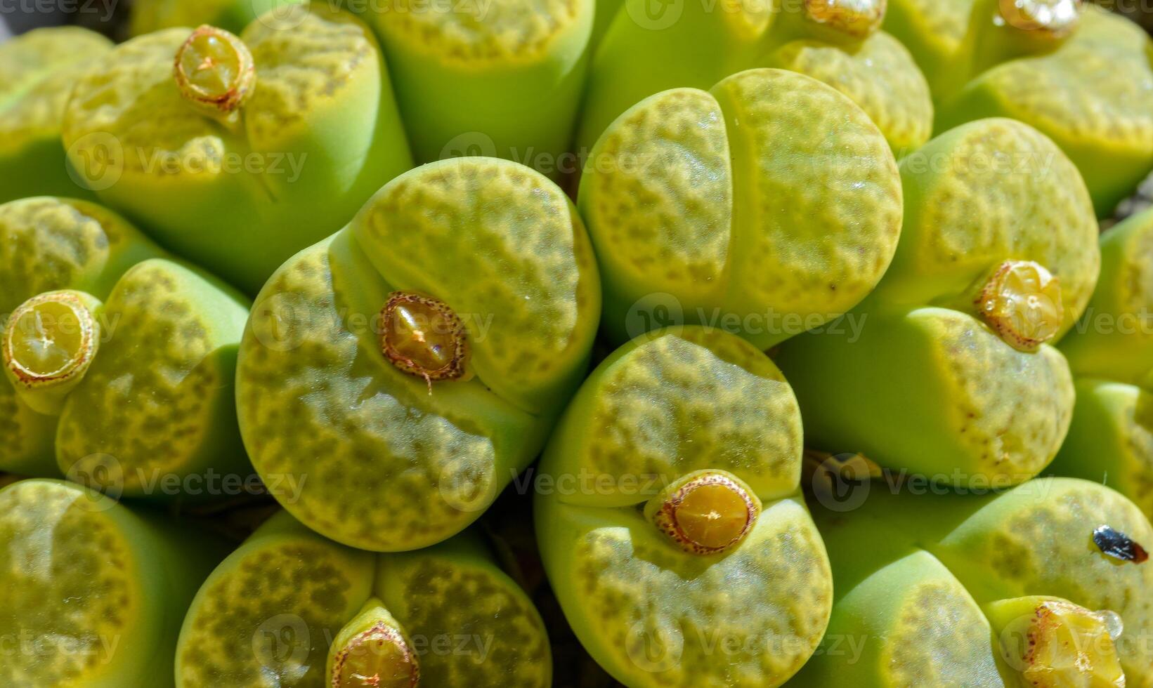 Mesembs Lithops bromfieldii v. insularis Sulphurea South African plant from Namibia photo