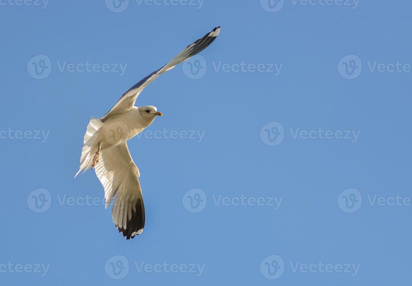 The black-headed gull Chroicocephalus ridibundus Larus ridibundus. Bird in flight with its wings spread wide, Black Sea photo