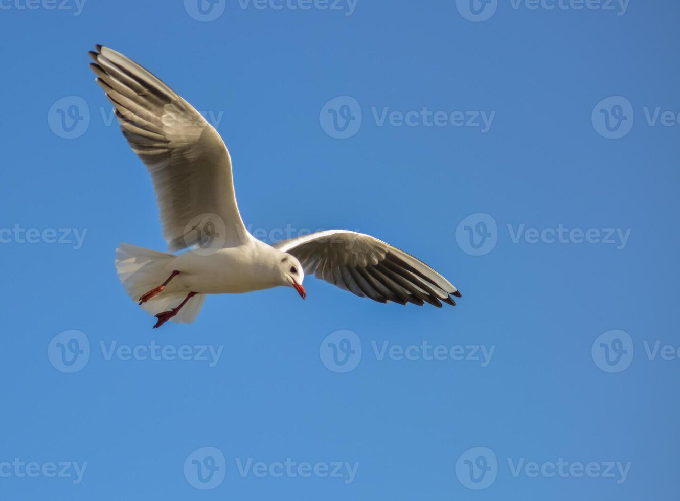 The black-headed gull Chroicocephalus ridibundus Larus ridibundus. Bird in flight with its wings spread wide, Black Sea photo
