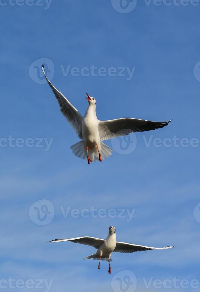 The black-headed gull Chroicocephalus ridibundus Larus ridibundus. Bird in flight with its wings spread wide, Black Sea photo