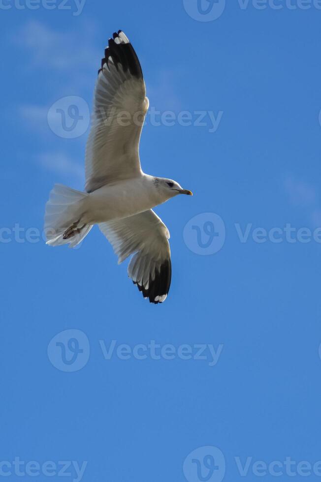 The black-headed gull Chroicocephalus ridibundus-Larus ridibundus. Bird in flight with its wings spread wide, Black Sea photo