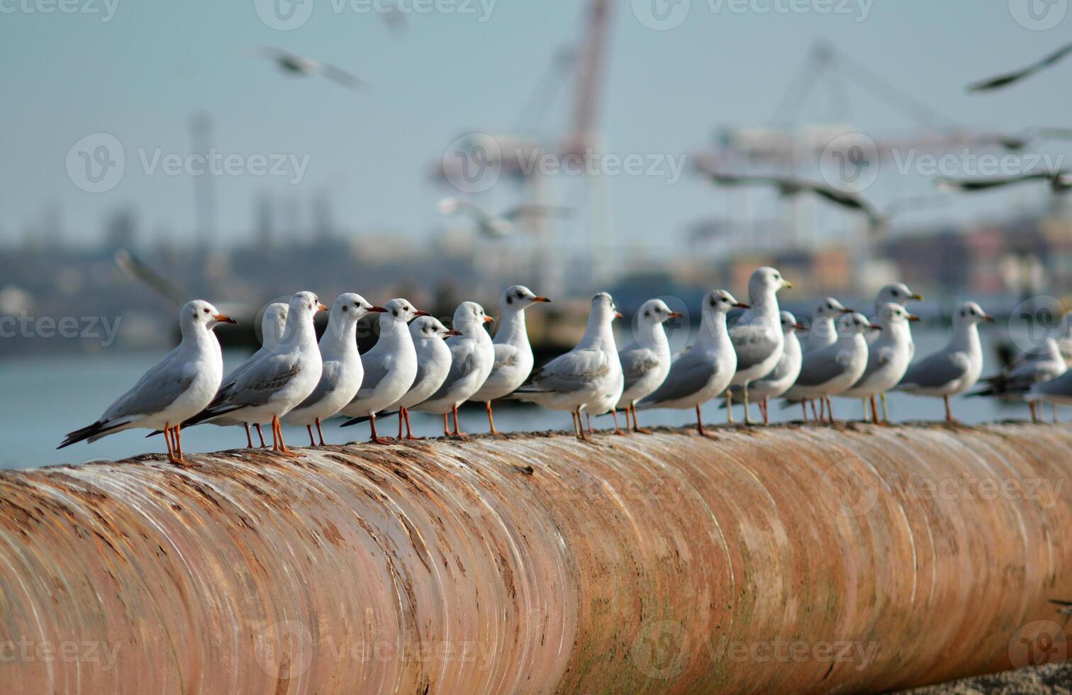 The black-headed gull Chroicocephalus ridibundus Larus ridibundus. Bird in flight with its wings spread wide, Black Sea photo