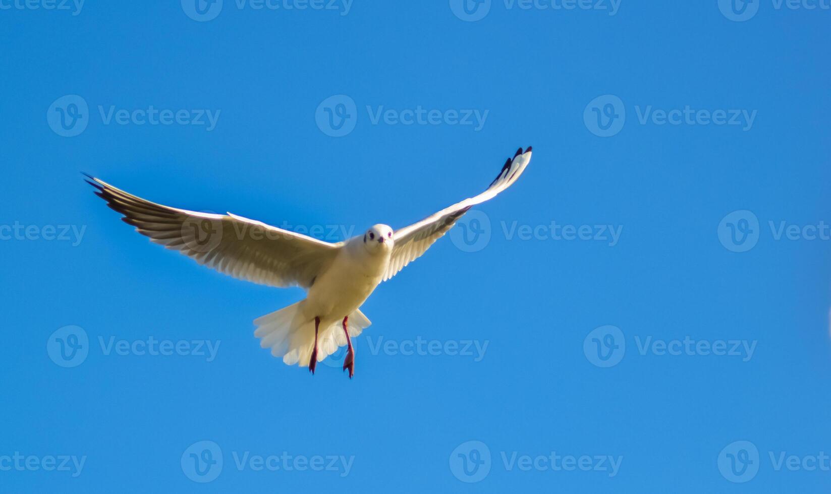 The black-headed gull Chroicocephalus ridibundus - Larus ridibundus. Bird in flight with its wings spread wide, Black Sea photo