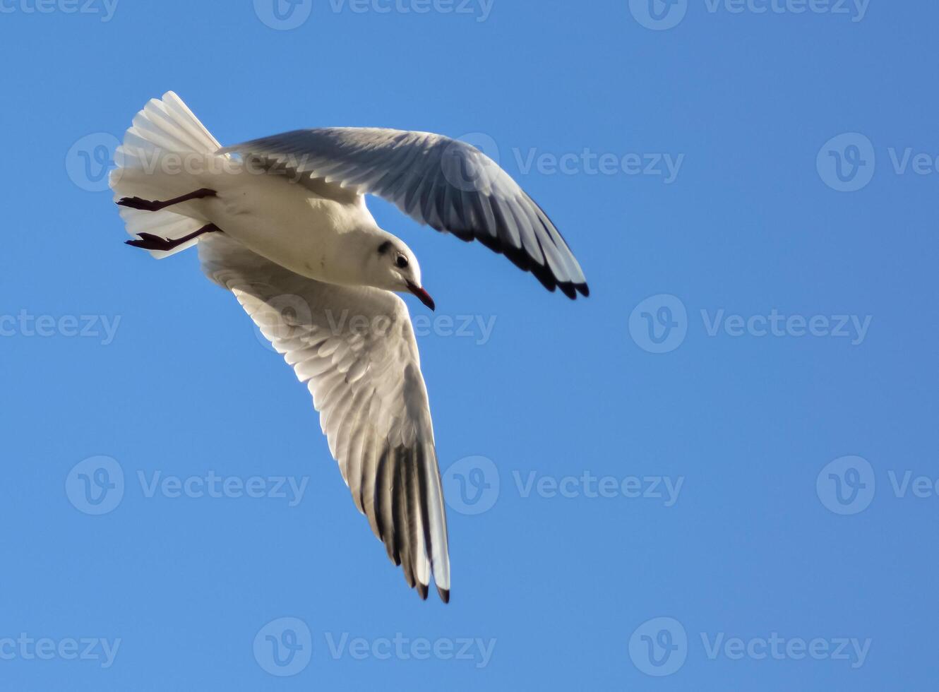 The black-headed gull Chroicocephalus ridibundus - Larus ridibundus. Bird in flight with its wings spread wide, Black Sea photo