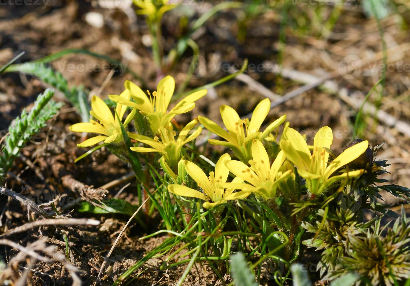 Yellow star of Bethlehem Gagea sp. bulbous plants blooming in spring in the Steppe photo