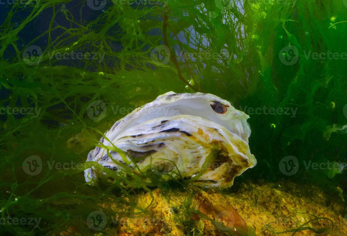 A young mussel attached to an oyster shell against the background of the green algae photo
