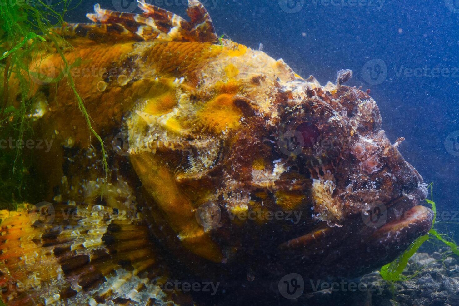 Poisonous dangerous fish, European black scorpionfish Scorpaena porcus, Fish of the Black Sea photo