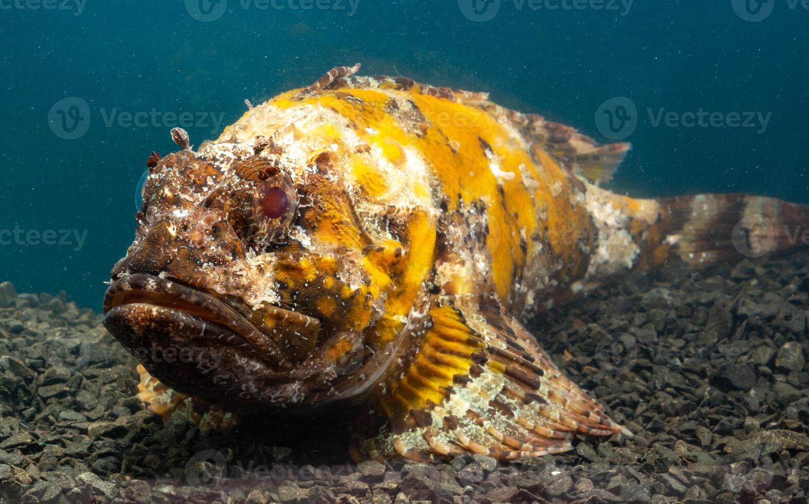 venenoso peligroso pez, europeo negro pez escorpión escorpena porco, pescado de el negro mar foto