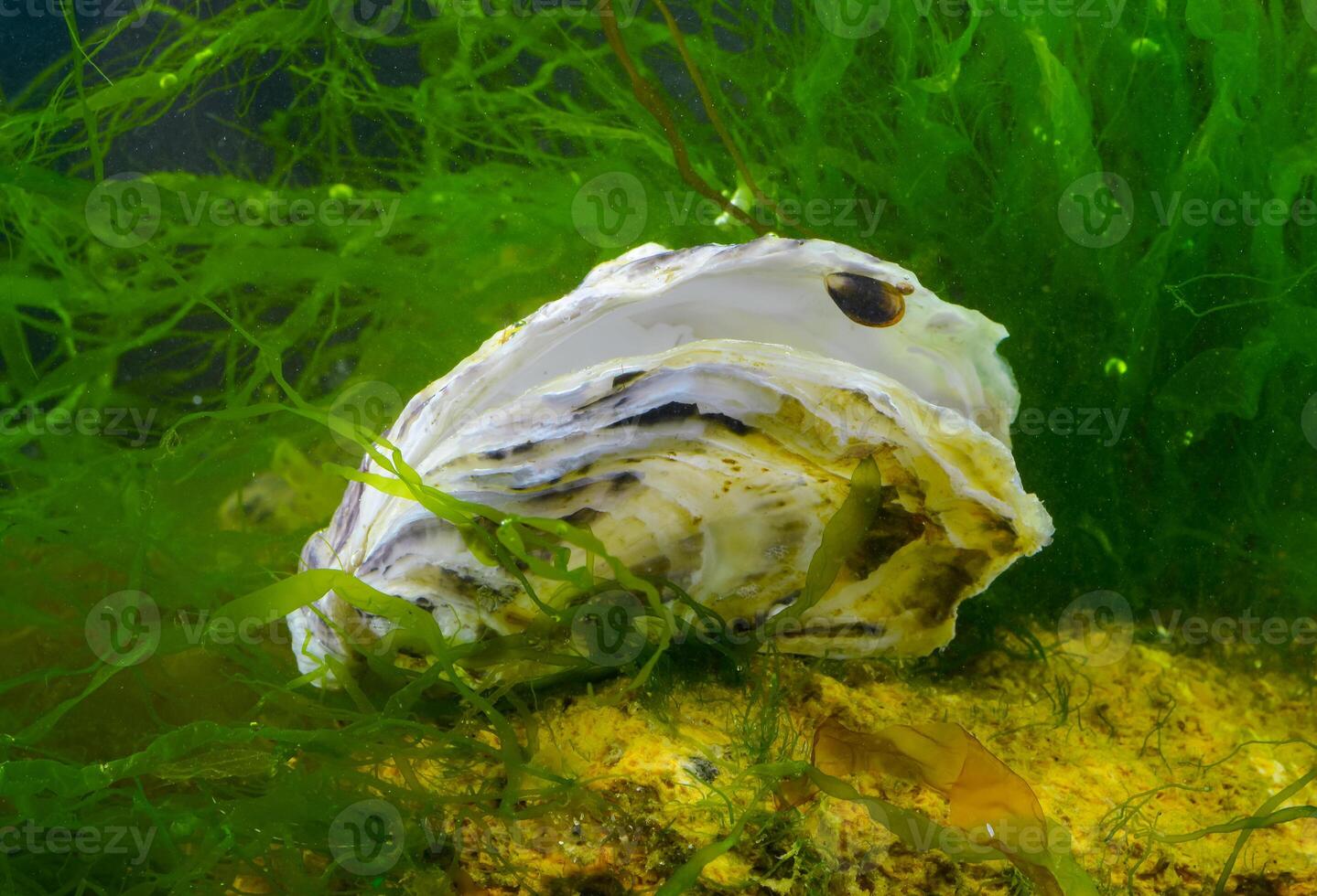 A young mussel attached to an oyster shell against the background of the green algae photo