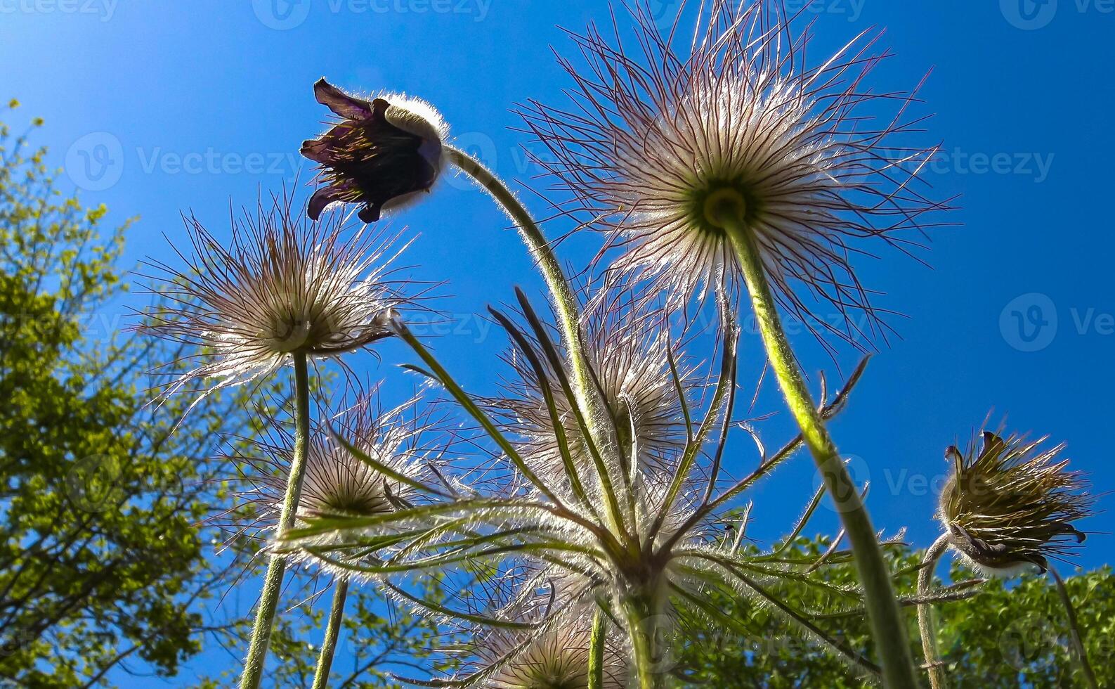 cutleaf anemone Pulsatilla patens, Red Book Ukraine photo