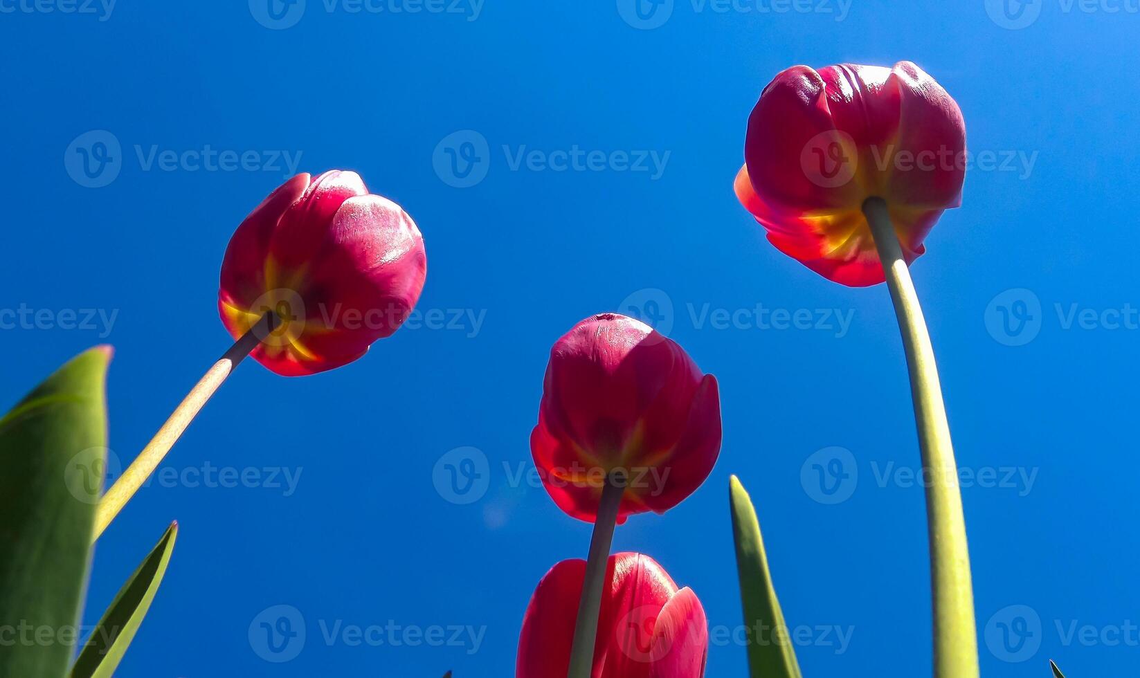 Red tulips against the blue sky, bottom-up view photo