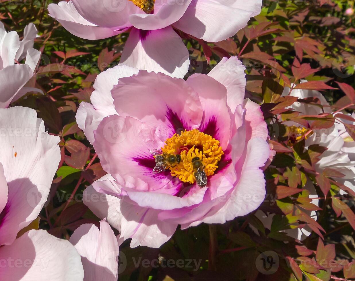 Honey bees collect nectar and pollen in the red flowers of a garden peony photo