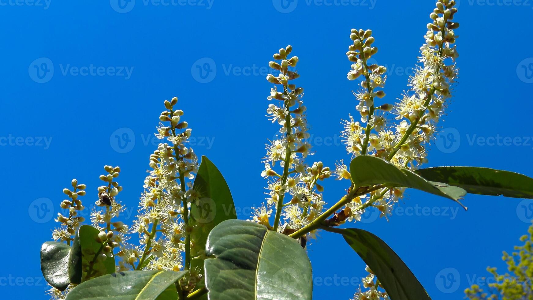 Prunus laurocerasus, also known as cherry laurel, common laurel photo