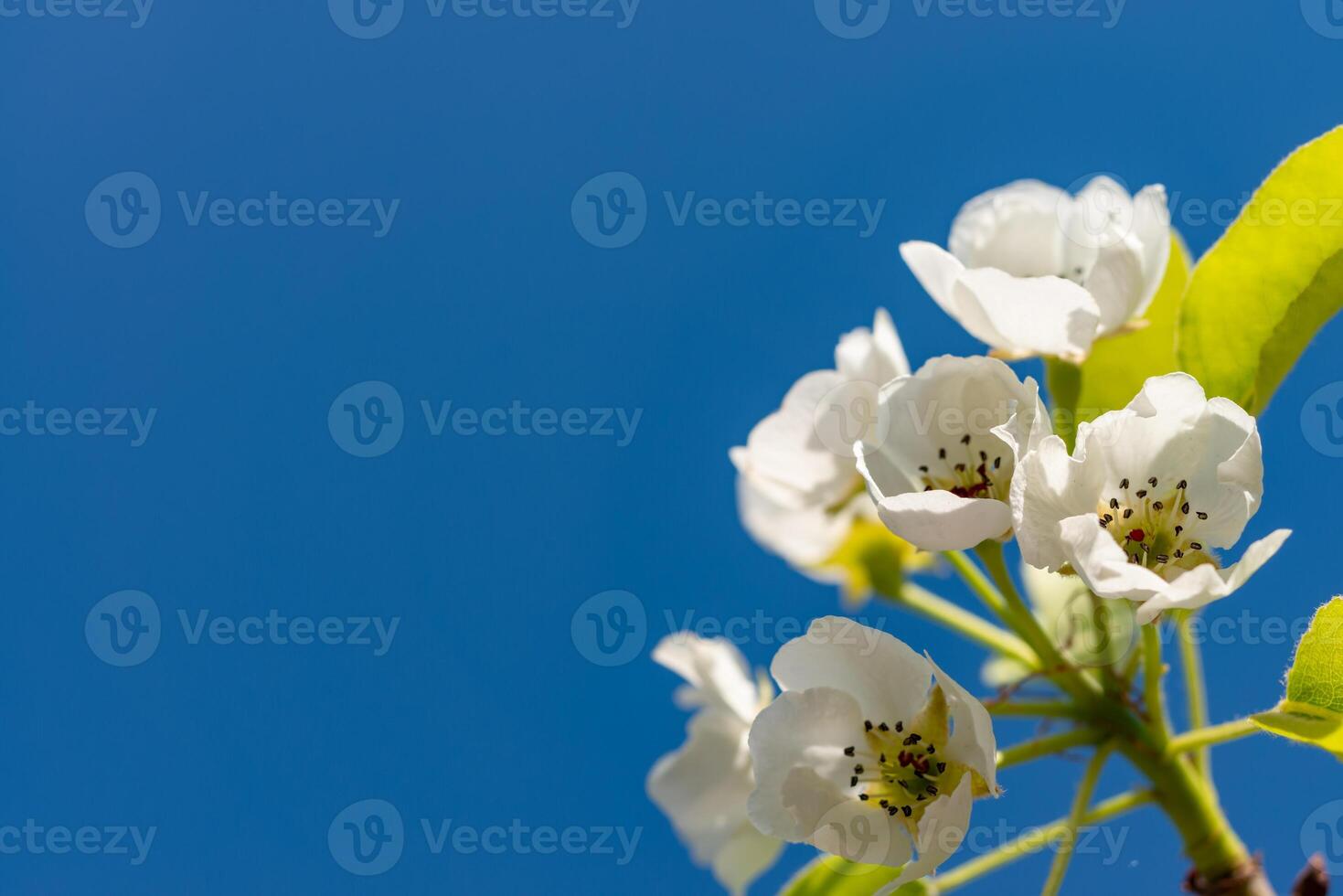 Flowering pear branch against the blue sky, Ukraine photo