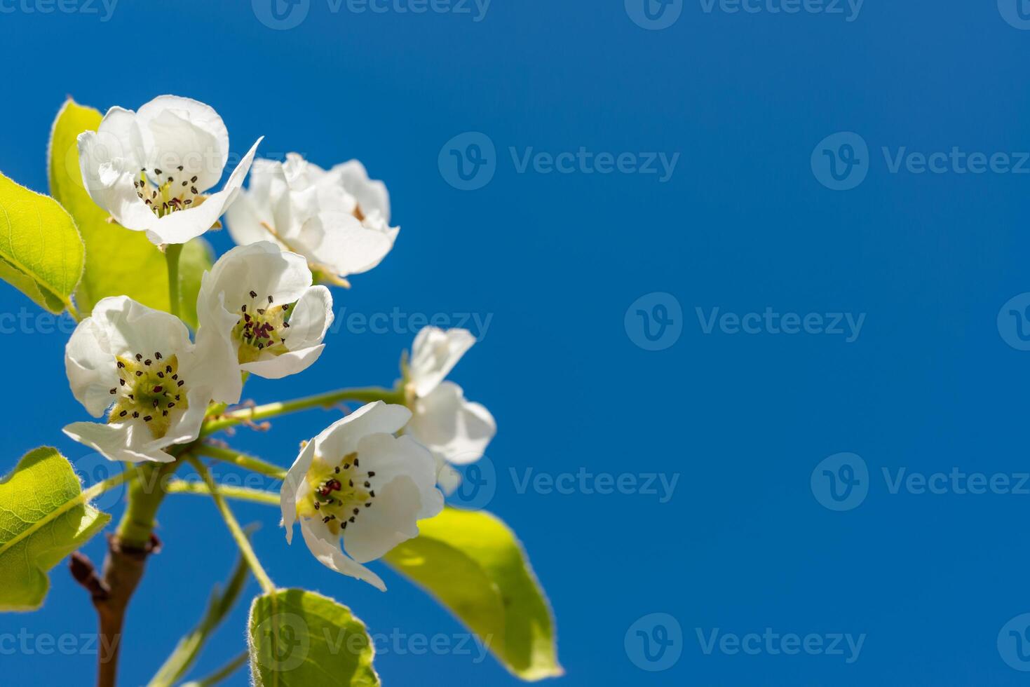 Flowering pear branch against the blue sky, Ukraine photo