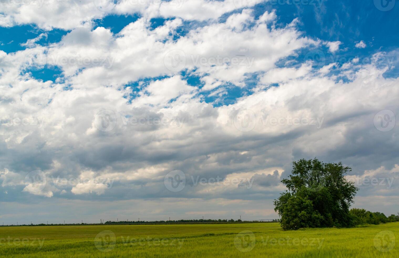 White cumulus clouds over green wheat field, Ukraine photo