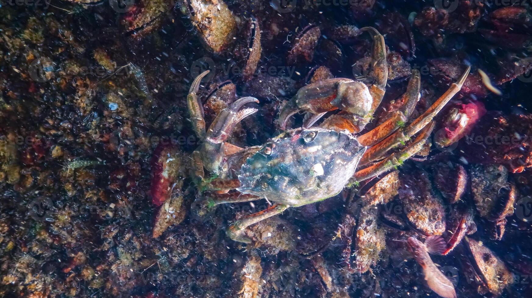 Invasive species, Big Green crab Carcinus maenas crab on a stone with mussels photo