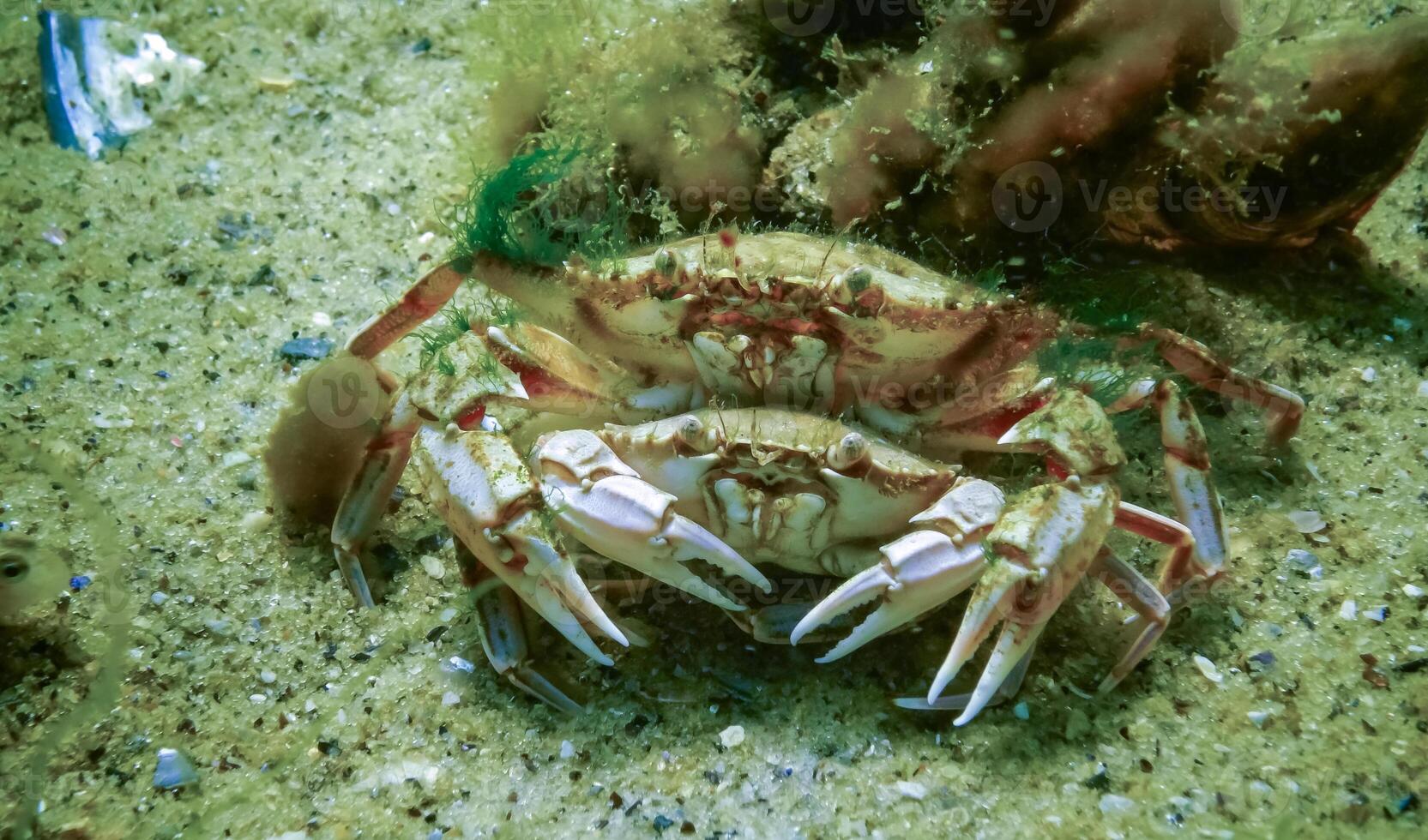 Male and female Swimming crab Macropipus holsatus before breeding, close-up photo