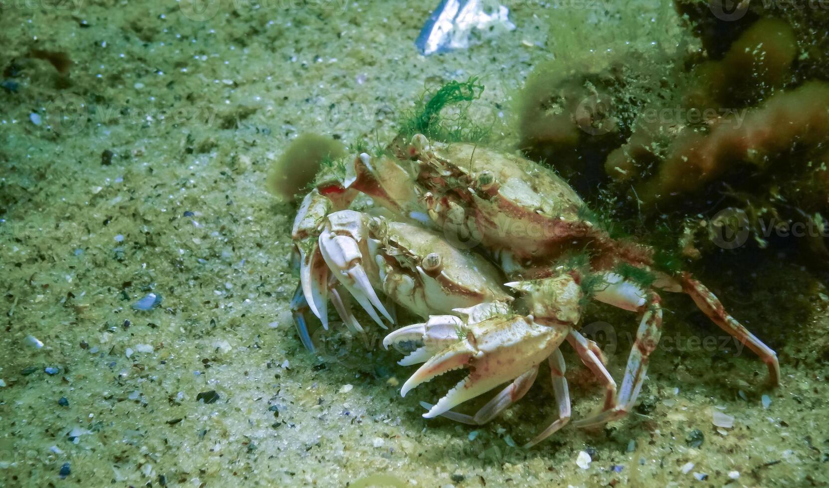 Male and female Swimming crab Macropipus holsatus before breeding, close-up photo