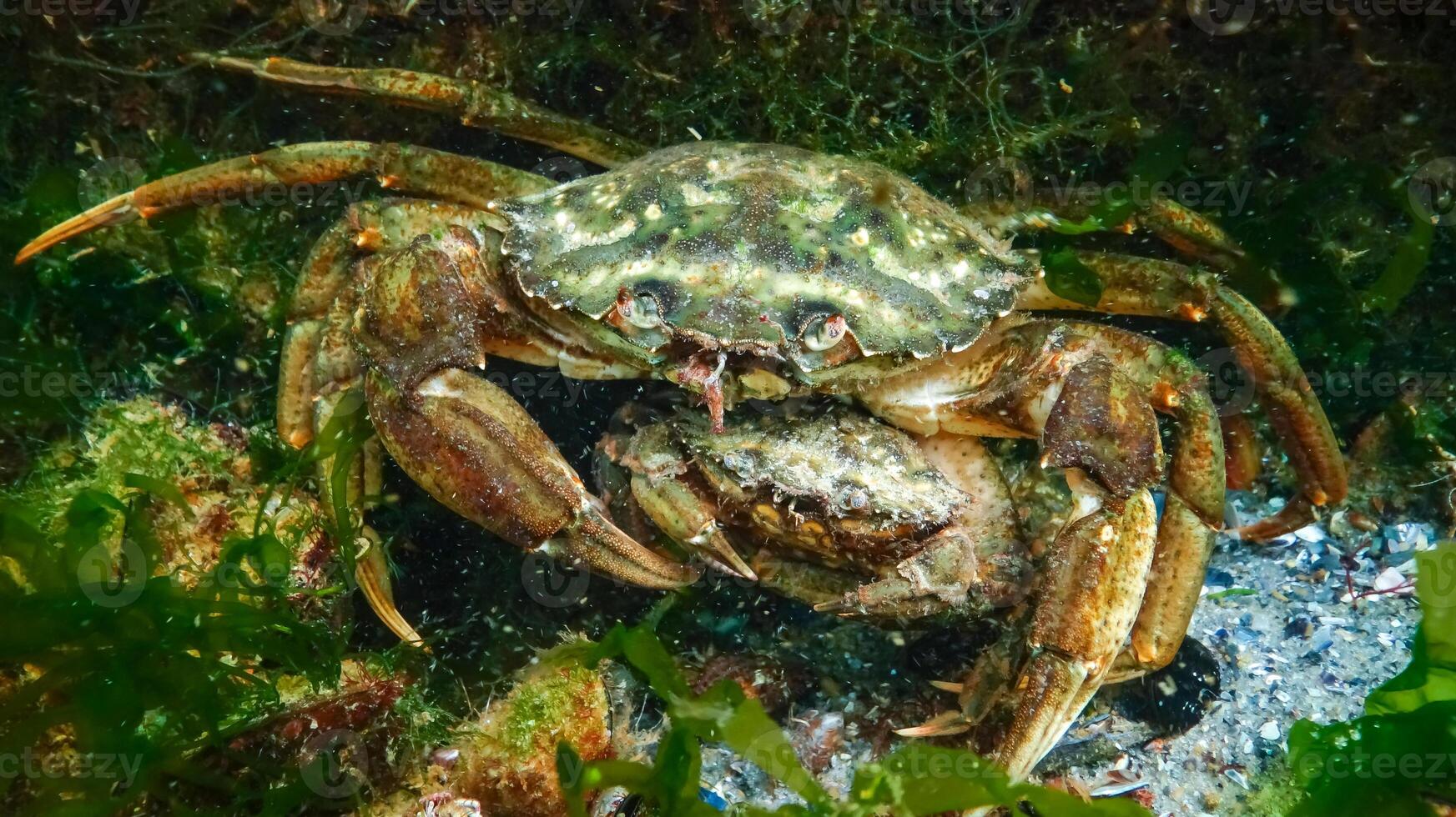 Male and female Green crab or Shore crab Carcinus maenas, Carcinus aestuarii photo