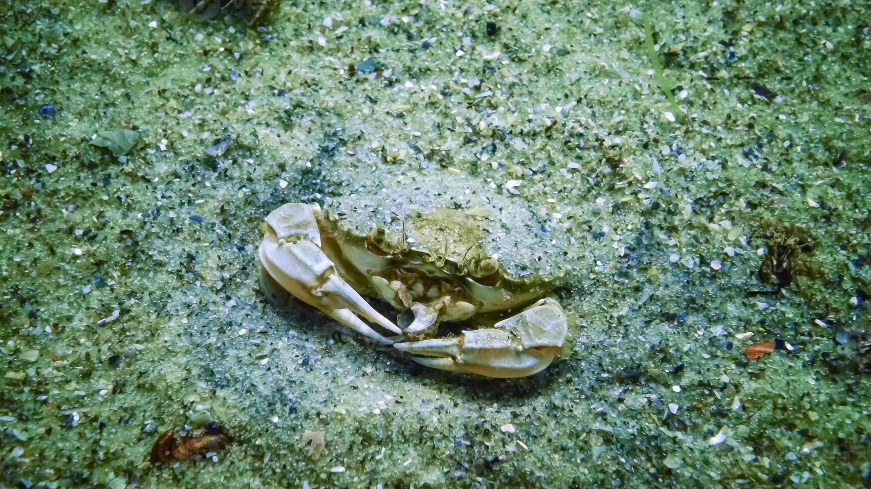 Swimming crab - Macropipus holsatus, crab buried in the sand at the bottom of the Black Sea photo